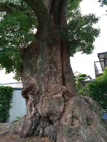 下代菅原神社の自然