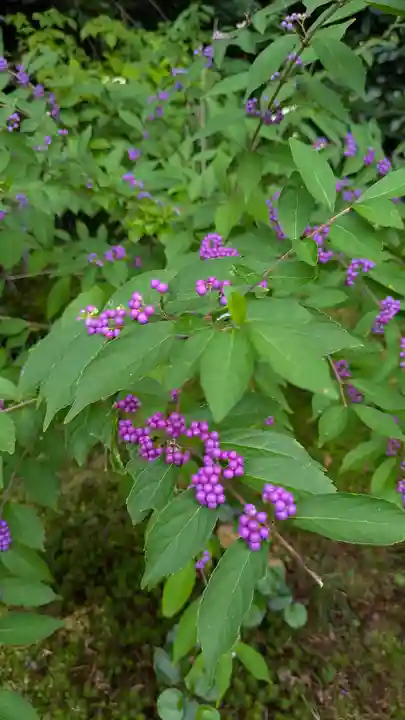 実光院(京都府)