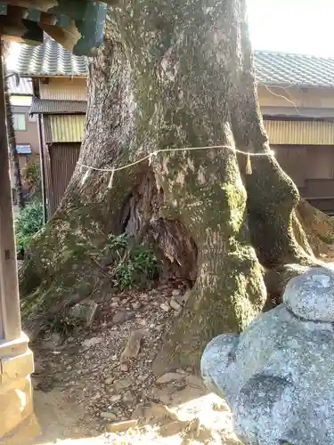 関川社（赤坂町）の自然