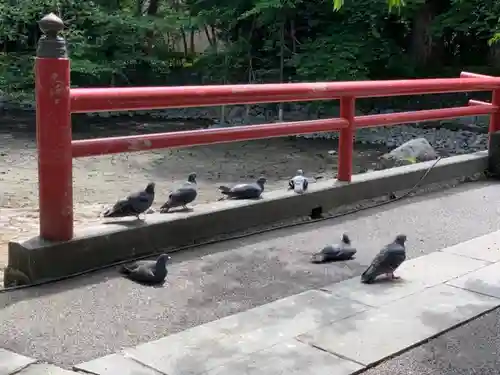 三嶋大社の動物