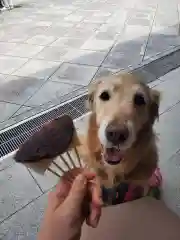 尊永寺の動物