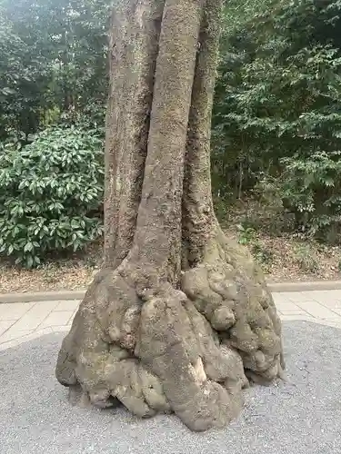 明治神宮(東京都)