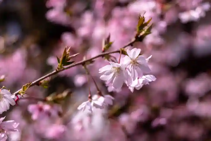 平野神社(京都府)