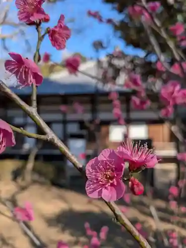 妙法寺(東京都)