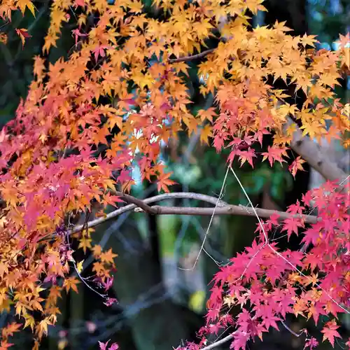 相馬中村神社の自然