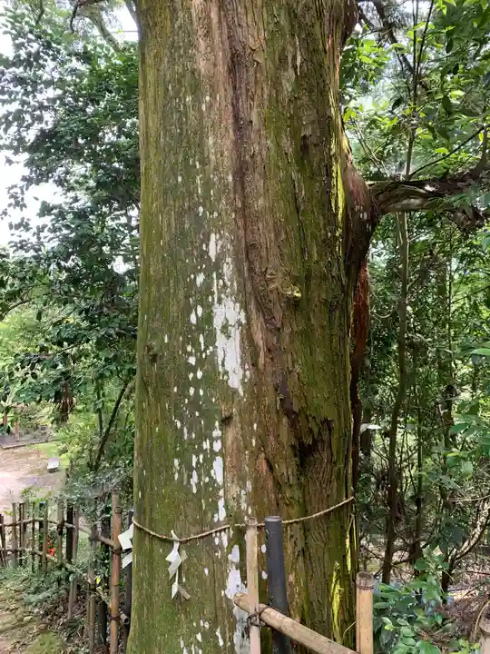 加茂神社の自然