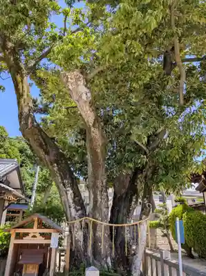 素盞嗚尊神社(江坂神社)(大阪府)