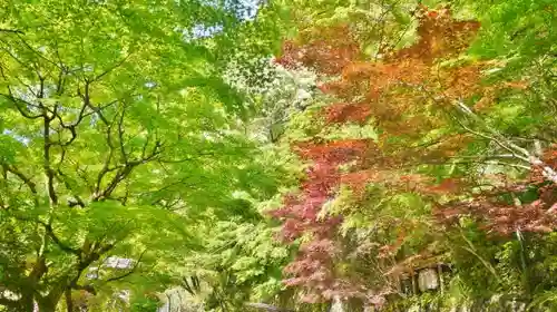 貴船神社の自然