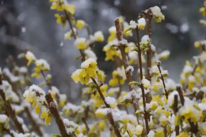 阿久津「田村神社」(郡山市阿久津町)旧社名:伊豆箱根三嶋三社の自然