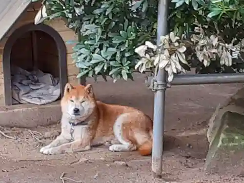 赤井嶽薬師 常福寺の動物