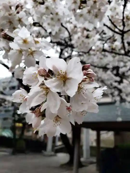 熊野神社(東京都)