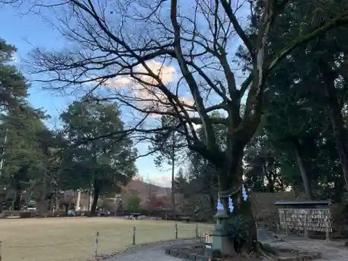 武田神社の自然
