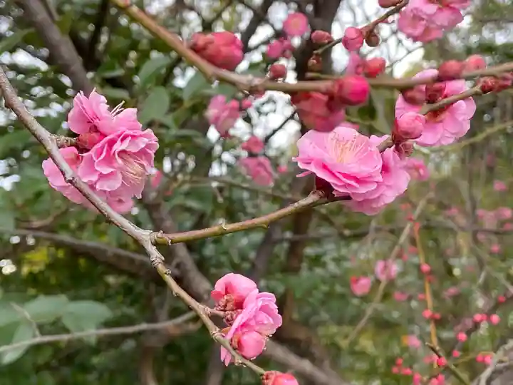 半城土天満神社(愛知県)