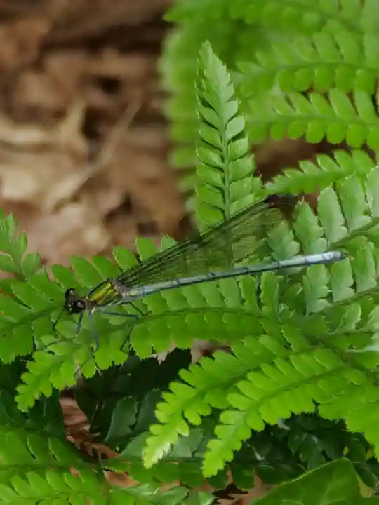 普門寺(切り絵御朱印発祥の寺)(愛知県)