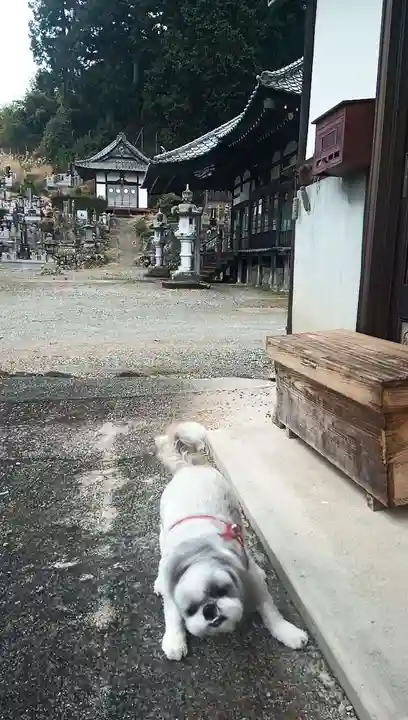 妙祐寺の動物