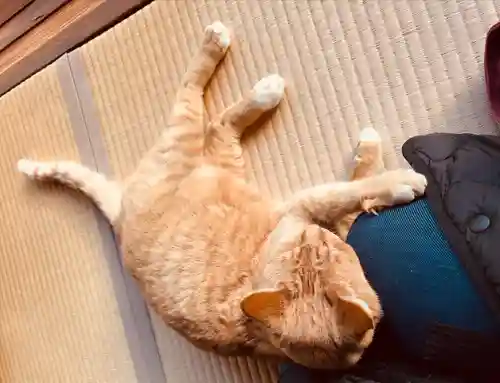 祥龍山 金剛寺(神奈川県)