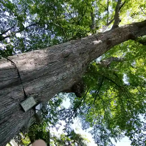 当別神社の自然