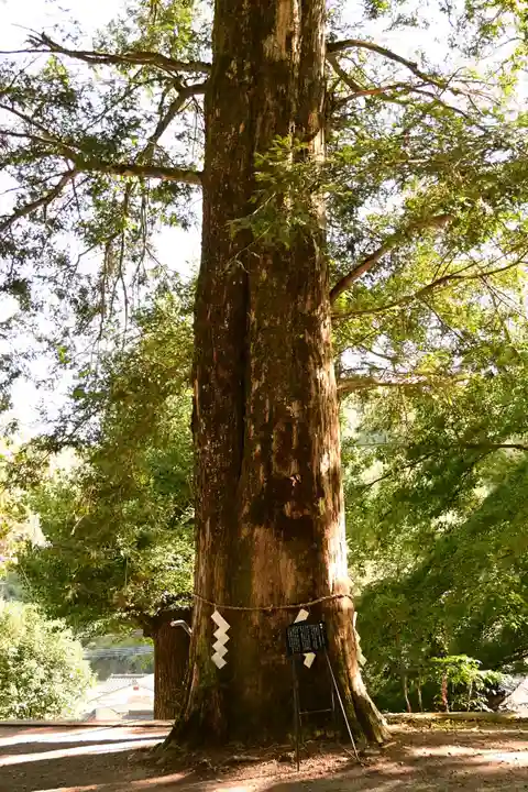 富貴寺(大分県)