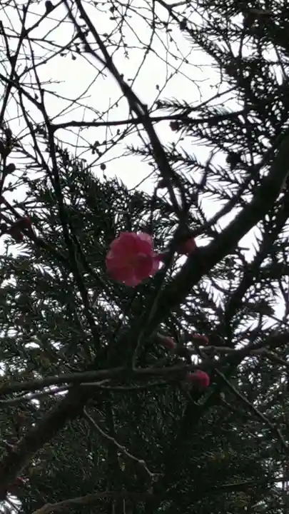 八重垣神社の自然