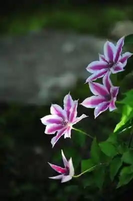 浄土寺(兵庫県)