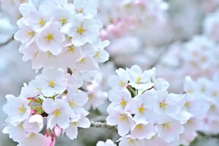 彌彦神社(新潟県)
