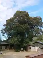 白髭神社の自然