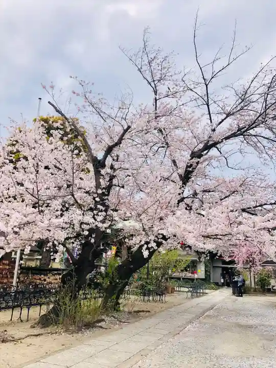 今戸神社の自然