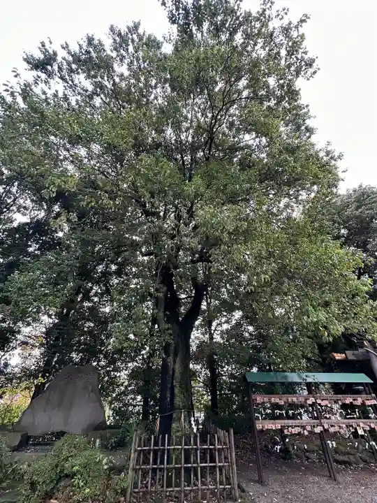 落合白山神社の自然