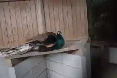 鷲宮神社の動物