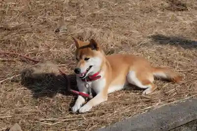 樫本神社（大原野神社境外摂社）(京都府)