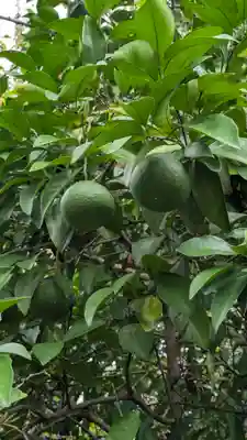 平野神社(京都府)