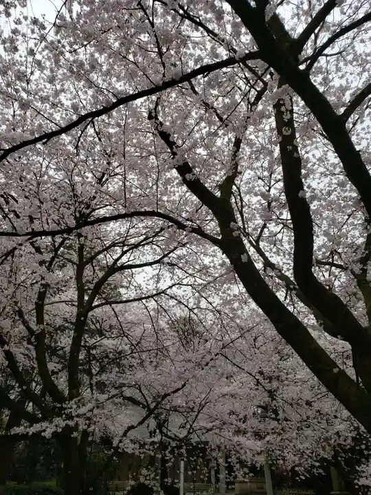 射水神社の自然