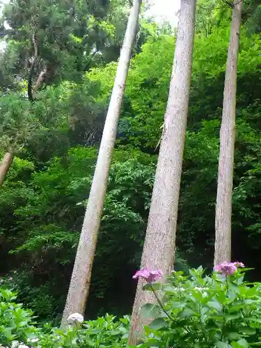 御霊神社の自然