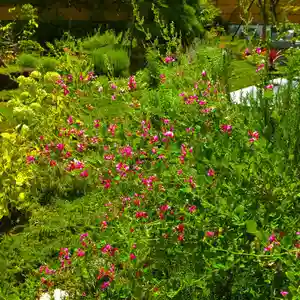 寿量山 速成寺の自然(2022年09月07日(水) 22時51分19秒投稿)