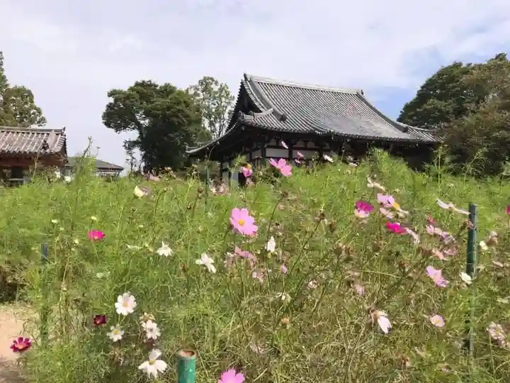 般若寺 ❁コスモス寺❁(奈良県)