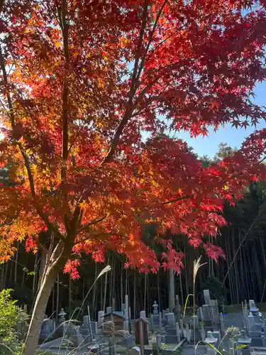 圓光寺(京都府)