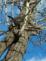 阿邪訶根神社(福島県)