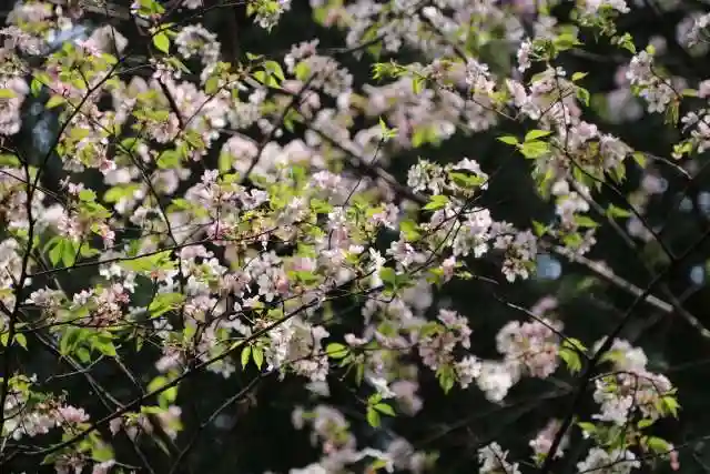 八幡神社の自然