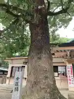 服織神社(真清田神社境内社)(愛知県)
