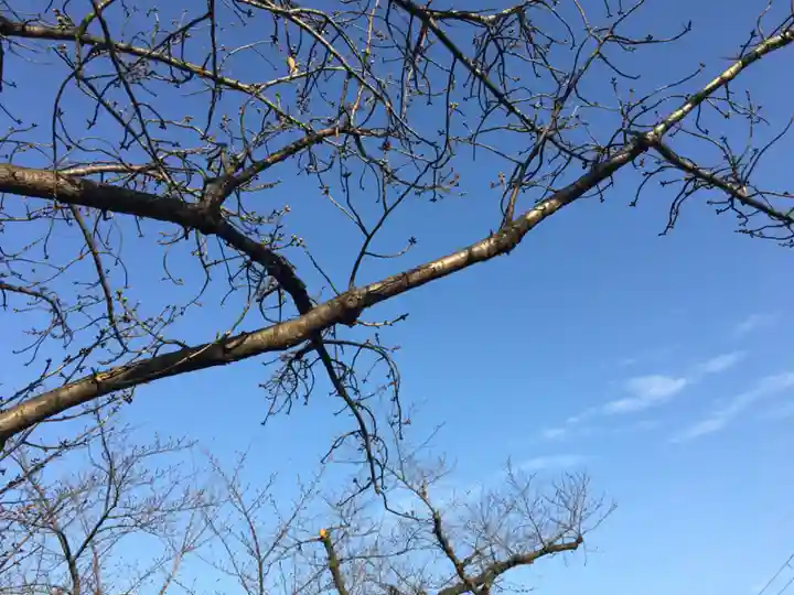 六孫王神社の自然
