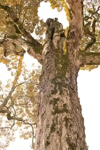 鹿苑寺（金閣寺）の自然