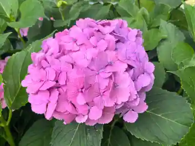 吉祥寺(埼玉県)