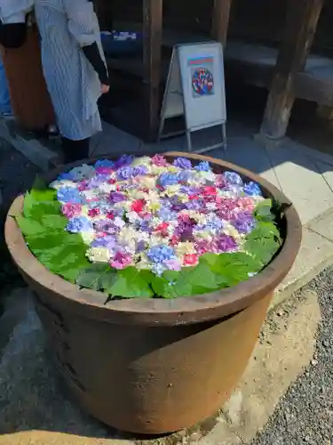 柳谷観音　楊谷寺(京都府)