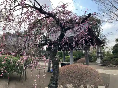 本興寺の{uncategorized: "未分類", other: "その他", undefined: "問題あり", building: "その他建物", grave: "お墓", sacred_gate: "鳥居", guardian: "狛犬", statue: "像", buddha: "仏像", history: "歴史", nature: "自然", garden: "庭園", animal: "動物", pagoda: "塔", temizu: "手水舎", mountain_gate: "山門・神門", sanctuary: "本殿・本堂", subordinate: "末社・摂社", art: "芸術", scenery: "景色", jizo: "地蔵", ema: "絵馬", goshuin: "御朱印", omikuji: "おみくじ", items: "授与品その他", amulet: "お守り", goshuincho: "御朱印帳", eats: "食事", festival: "お祭り", votive_dance: "神楽", shichigosan: "七五三参", wedding: "結婚式", experience: "体験その他", initially: "初詣", around: "周辺", anti_infection: "感染症対策"}