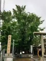 飛木稲荷神社の自然