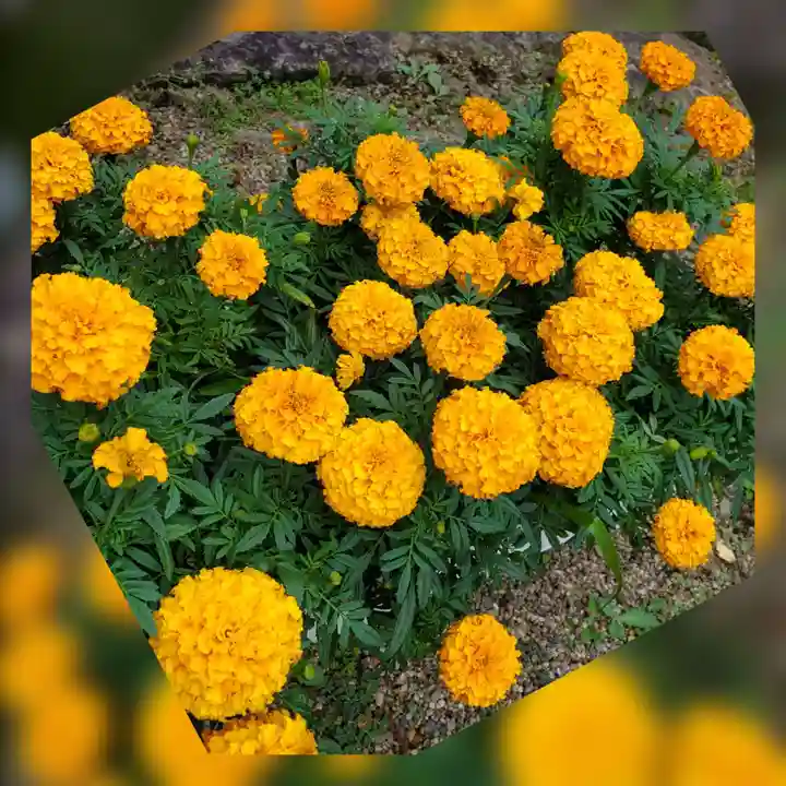 神炊館神社 ⁂奥州須賀川総鎮守⁂(福島県)