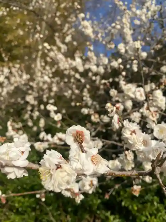 下野 星宮神社の{uncategorized: "未分類", other: "その他", undefined: "問題あり", building: "その他建物", grave: "お墓", sacred_gate: "鳥居", guardian: "狛犬", statue: "像", buddha: "仏像", history: "歴史", nature: "自然", garden: "庭園", animal: "動物", pagoda: "塔", temizu: "手水舎", mountain_gate: "山門・神門", sanctuary: "本殿・本堂", subordinate: "末社・摂社", art: "芸術", scenery: "景色", jizo: "地蔵", ema: "絵馬", goshuin: "御朱印", omikuji: "おみくじ", items: "授与品その他", amulet: "お守り", goshuincho: "御朱印帳", eats: "食事", festival: "お祭り", votive_dance: "神楽", shichigosan: "七五三参", wedding: "結婚式", experience: "体験その他", initially: "初詣", around: "周辺", anti_infection: "感染症対策"}