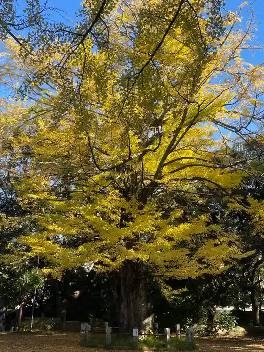 赤坂氷川神社(東京都)