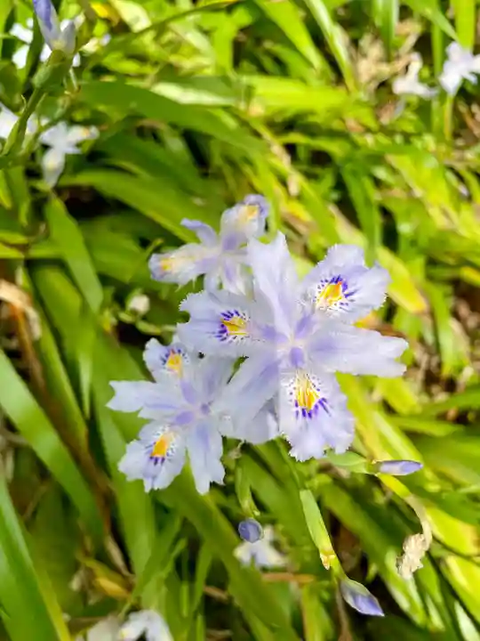 蛇苦止明神(蛇苦止堂)の自然