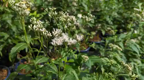 行願寺（革堂）(京都府)